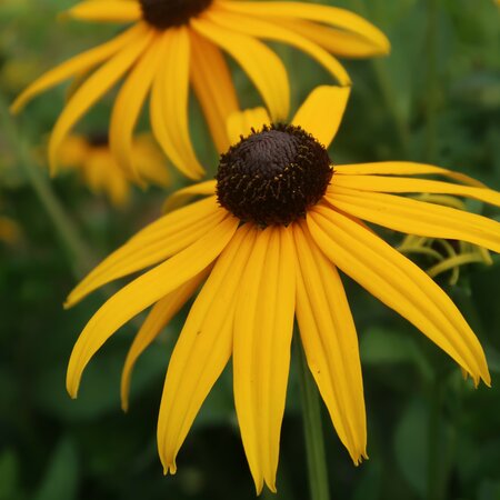 Rudbeckia fulgida 'Forever Gold' - image 2