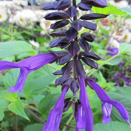 Salvia 'Amistad' - image 1