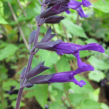 Salvia 'Amistad' - image 2