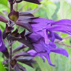 Salvia 'Amistad' - image 3