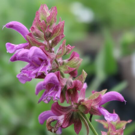 Salvia canariensis