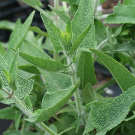 Salvia canariensis Foliage