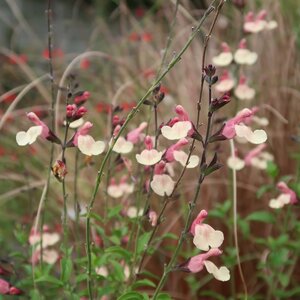 Salvia Strawberries and Cream