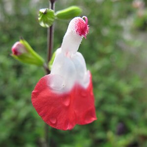 Salvia 'Hot Lips'