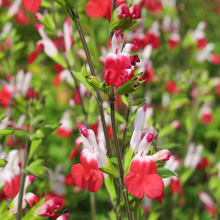 Salvia 'Hot Lips'