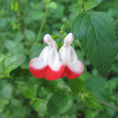 Salvia 'Hot Lips'