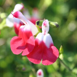 Salvia 'Hot Lips'