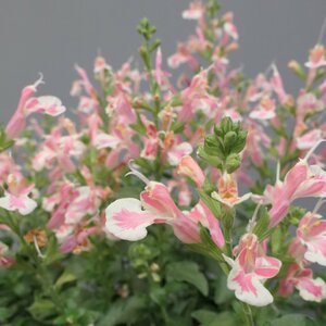 Salvia jamensis BELLE DE LOIRE