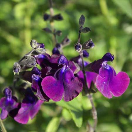 Salvia 'Nachtvlinder'