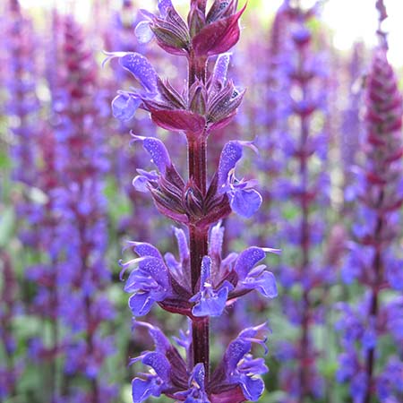 Salvia nemorosa Caradonna