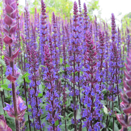 Salvia nemorosa 'Caradonna' - image 2