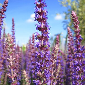 Salvia nemorosa 'Ostfriesland'