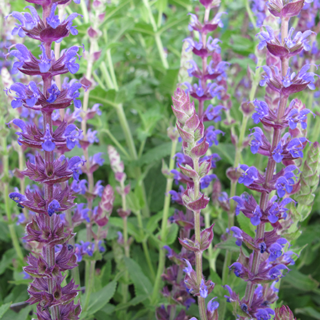 Salvia nemorosa 'Ostfriesland'