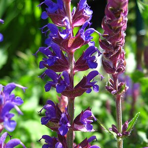 Salvia nemorosa 'Ostfriesland'