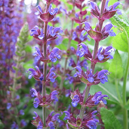 Salvia nemorosa 'Ostfriesland'