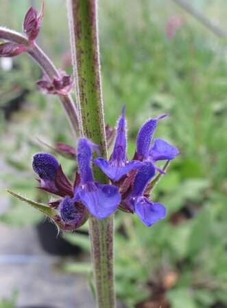 Salvia 'Phoenix Blue'