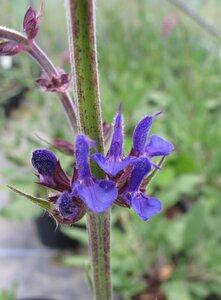 Salvia 'Phoenix Blue'