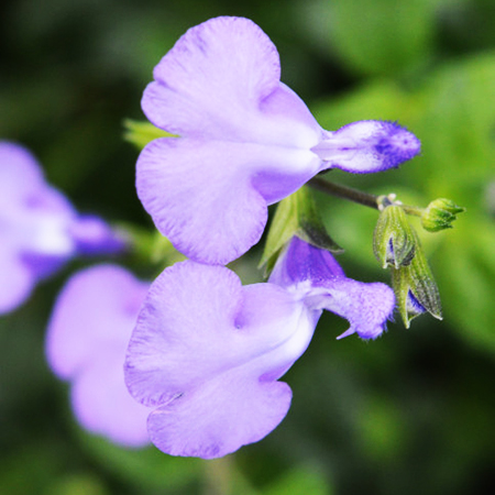 Salvia 'Violin Music'