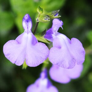 Salvia 'Violin Music'