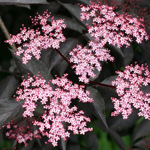 Sambucus nigra 'Black Beauty'