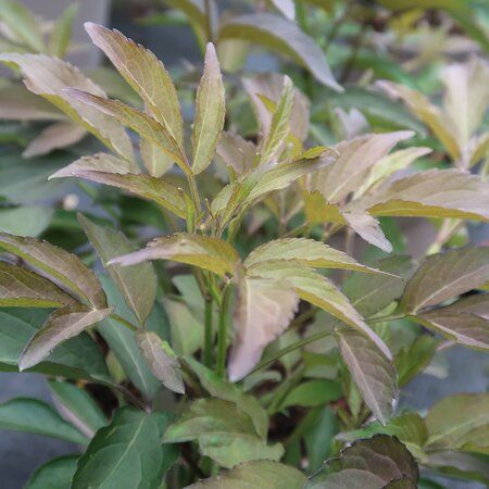 Sambucus nigra 'Milk Chocolate'