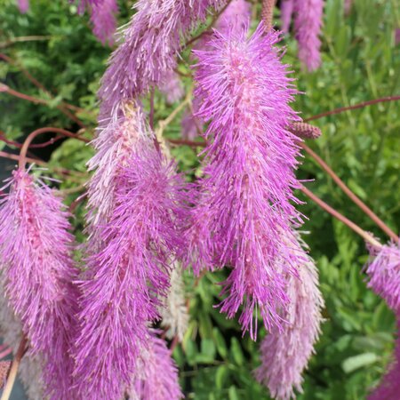 Sanguisorba hakusanensis 'Lilac Squirrel'