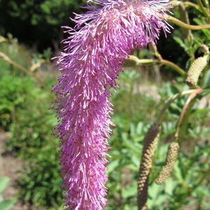 Sanguisorba hakusanensis 'Lilac Squirrel'