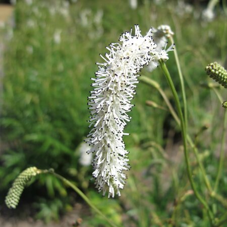 Sanguisorba tenuifolia alba