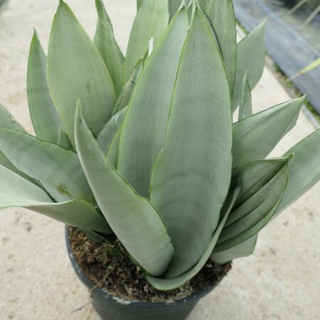 Sansevieria trifasciata 'Moonshine'