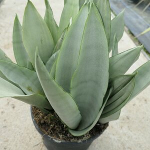 Sansevieria trifasciata 'Moonshine'