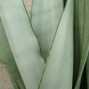 Sansevieria trifasciata 'Moonshine'