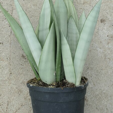 Sansevieria trifasciata 'Moonshine'