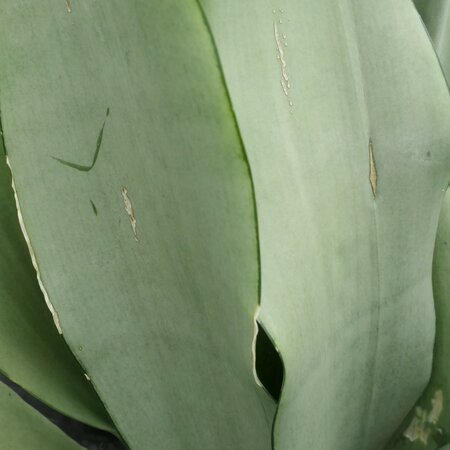 Sansevieria trifasciata 'Moonshine'