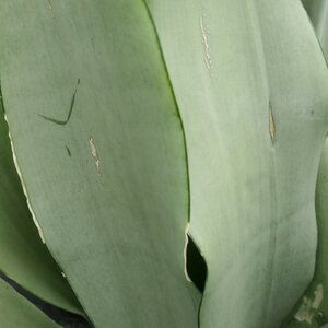 Sansevieria trifasciata 'Moonshine'