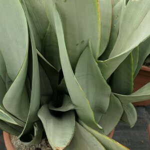 Sansevieria trifasciata 'Moonshine'