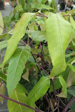 Schefflera delavayi