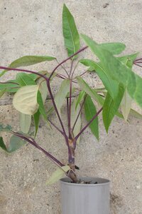 Schefflera delavayi 3 litre