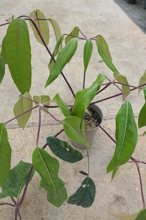 Schefflera delavayi 3 litre