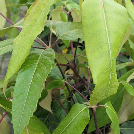 Schefflera delavayi