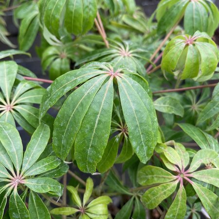 Schefflera taiwaniana