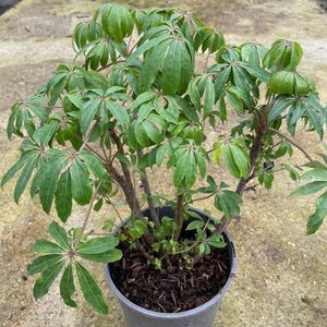 Schefflera taiwaniana