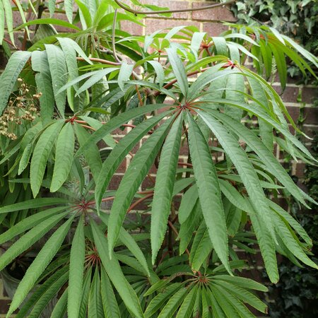 Schefflera taiwaniana