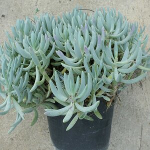 Senecio serpens