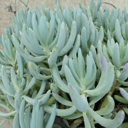 Senecio serpens