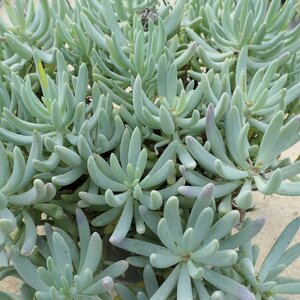 Senecio serpens