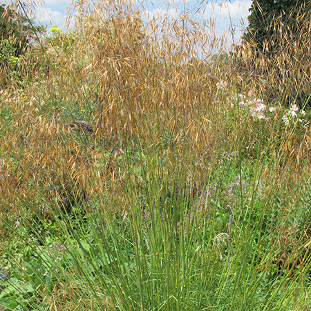 Stipa gigantea