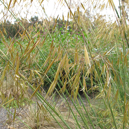 Stipa gigantea