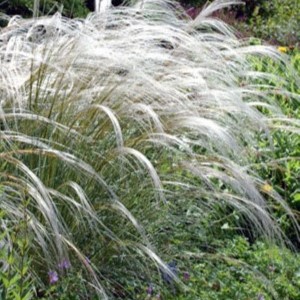 Stipa pennata