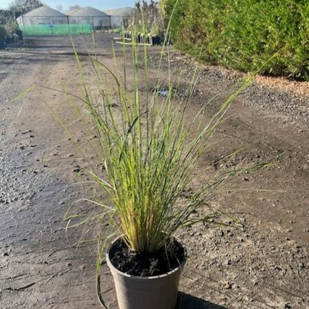 Stipa pseudoichu