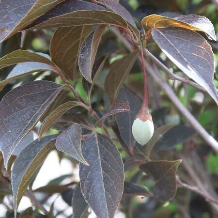 Styrax Evening Light Seed